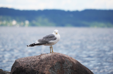 gulls on the lake