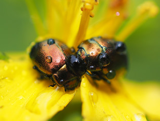 Beetles in droplets on a yellow flower