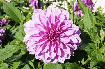 Obraz premium Beautiful pink dahlia flower in sunlight