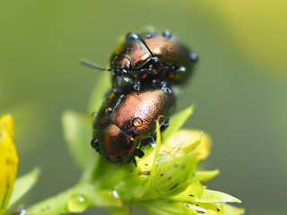 Beetles in droplets on a yellow flower
