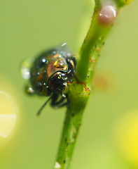 Beetles in droplets on a yellow flower