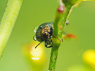 Beetles in droplets on a yellow flower