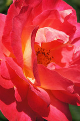 Gorgeous red rose head close-up