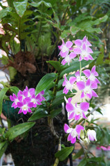 Pink and white orchid flowers on tree