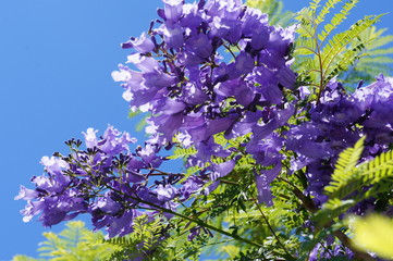 Branch of jacaranda purple flowers tree