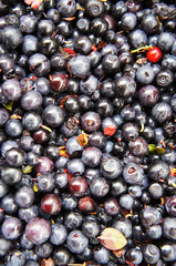 Many raw blue blueberries berries 