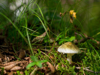 Mushroom 1