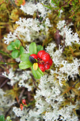 Red bilberries or foxberry, cowberry on moss