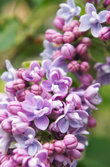 Fototapeta na wymiar Purple lilac flower bunch with many petals
