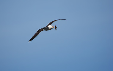 seagull in flight