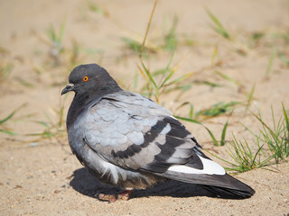 Dove on the beach