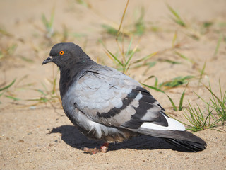 Dove on the beach
