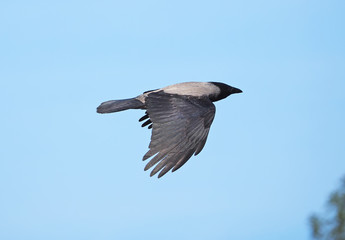 crow in flight