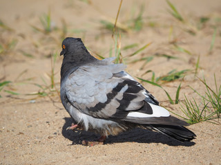 Dove on the beach