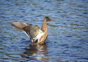 duck on the water