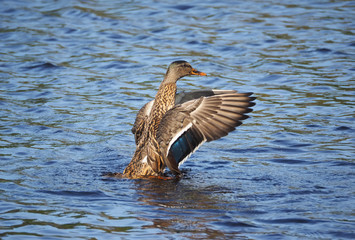 duck on the water