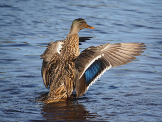 duck on the water