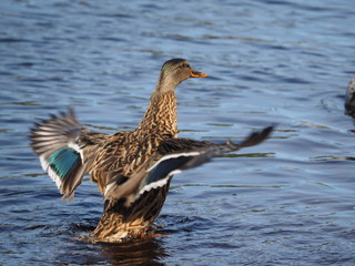 duck on the water