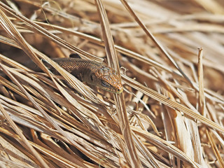 Lizard in the dry grass