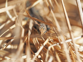 Lizard in the dry grass