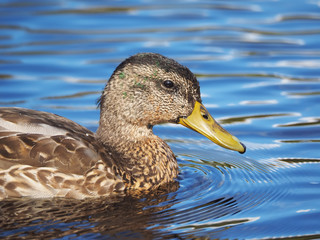 duck on the water