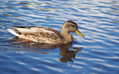 duck on the water