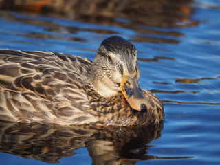 duck on the water