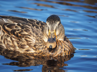 duck on the water