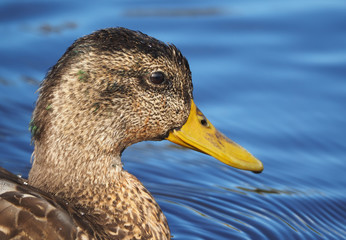 duck on the water