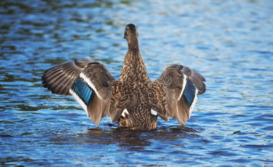 Duck on the river