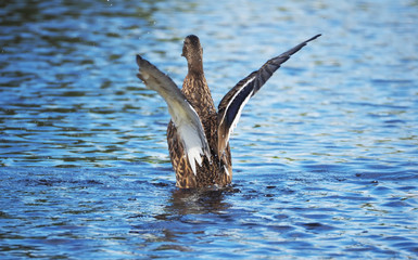 Duck on the river