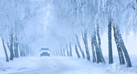 Bad Road Conditions, Car driving on Snow and Ice covered Avenue of Birch Trees