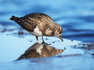 Sandpiper Turnstone on the lake