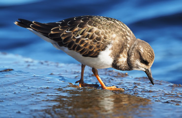 Sandpiper Turnstone on the lake