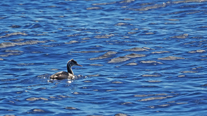 great crested grebe in the water