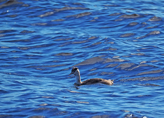 great crested grebe in the water