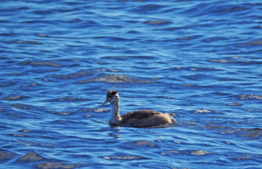 great crested grebe in the water