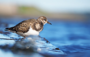 Sandpiper Turnstone on the lake