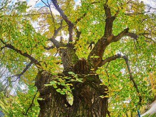 trees from the bottom up in the autumn park