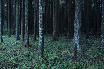 Fototapeta premium Japanese cedar 