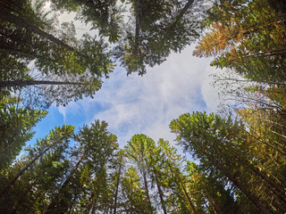 trees from the bottom up in the autumn park