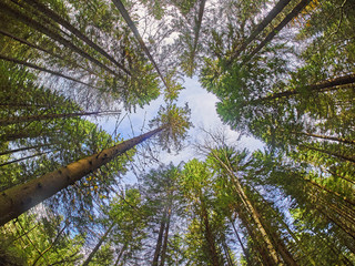 trees from the bottom up in the autumn park