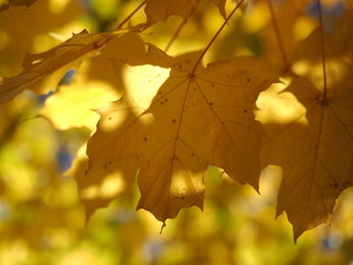 yellow maple leaves