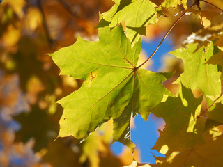 yellow maple leaves