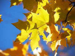 yellow maple leaves