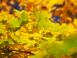 yellow maple leaves