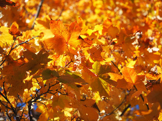 yellow maple leaves