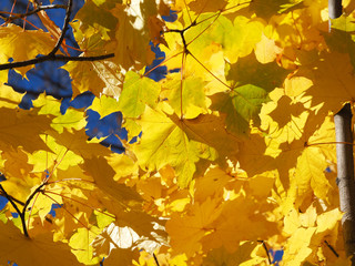 yellow maple leaves