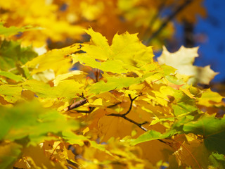 yellow maple leaves