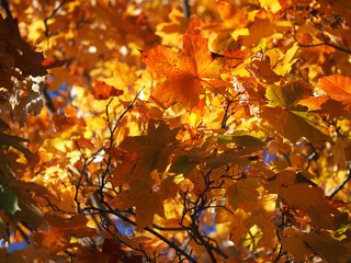 yellow maple leaves